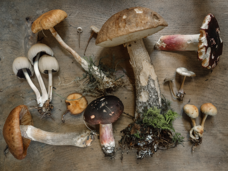 The Fascinating World of Mushrooms and Their Health Benefits